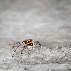 Image showing Salticidae - small spider on grey stone close up