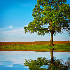 Image showing Pond with reflection of tree