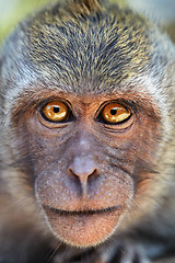 Image showing Portrait of curious monkey 