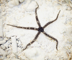 Image showing Ophiuroids starfish