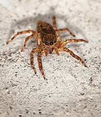 Image showing Close up of small brown spider Salticidae