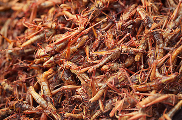 Image showing Fried insects on the market