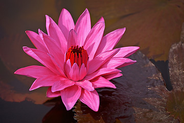 Image showing Nymphaea Red Flare - Lotus flower on a pond
