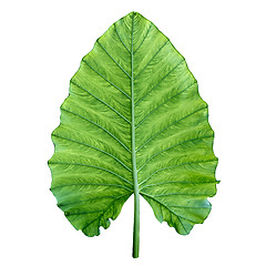 Image showing One big green tropical leaf. Isolated over white.