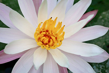 Image showing Blooming white lotus