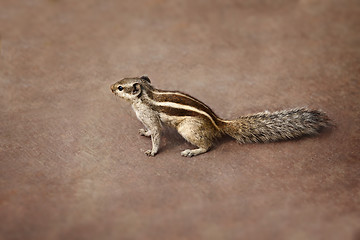 Image showing Indian palm squirrel on brown background