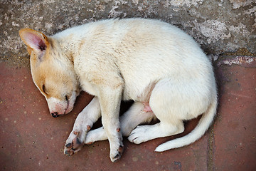 Image showing Street homeless mongrel puppy