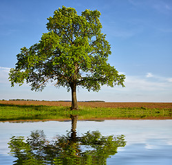 Image showing Green tree with reflection on lake water surface