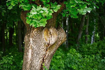 Image showing Oak tree trunk