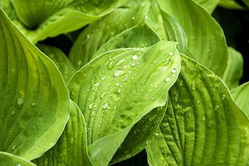 Image showing Green leaves 