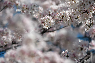 Image showing spring bloom