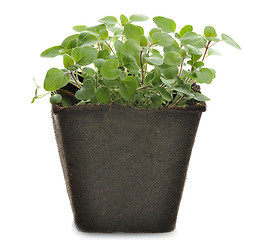 Image showing Oregano Herb