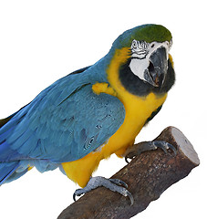 Image showing Macaw Parrot Perching