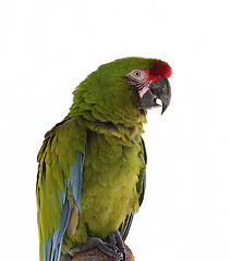 Image showing Macaw Parrot