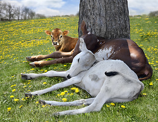 Image showing Young Calves