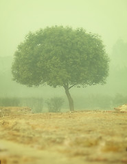 Image showing Tree in a thick morning fog - smog