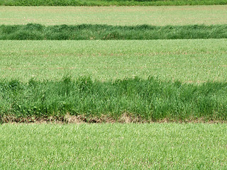 Image showing Green grass field