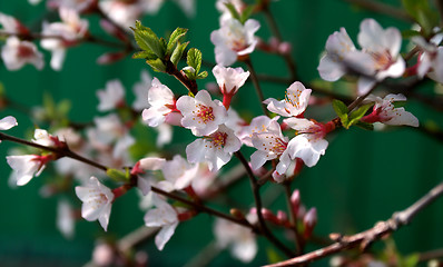 Image showing Cherry Blossoms