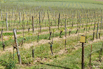 Image showing Spring Vineyard