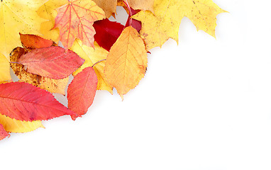 Image showing red and yellow autumn leaves frame