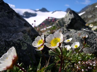 Image showing Mountain flower