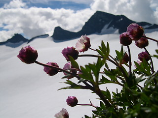 Image showing Mountain flower
