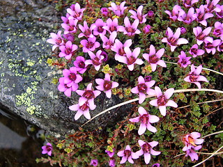 Image showing Mountain flower