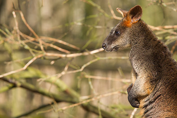 Image showing Close-up of a swamp wallaby