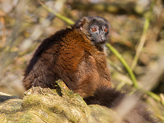 Image showing Red-bellied Lemur (Eulemur rubriventer)