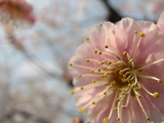 Image showing Japanese plum blossom