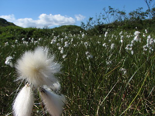 Image showing Soft Freedom