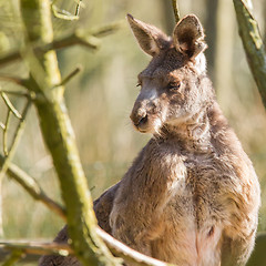 Image showing Close-up of an adult kangaroo