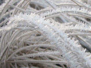 Image showing Ice, grass