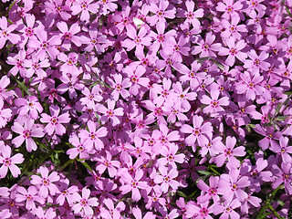 Image showing Beautiful pink flowers