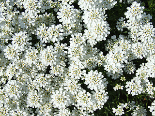 Image showing White Flowers Field