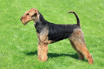 Image showing Airedale Terrier on the green grass 