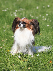 Image showing Continental Toy Spaniel on the green grass