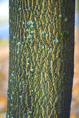 Image showing bark of tree