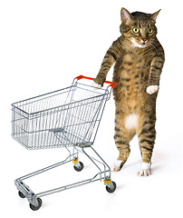 Image showing consumer cat