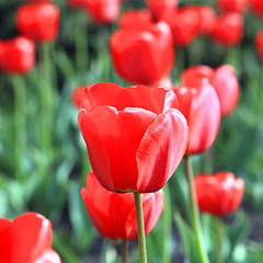 Image showing tulip flowers closeup image