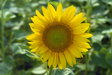 Image showing sunflower