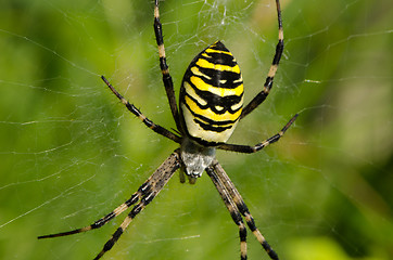 Image showing closeup wasp spider argiope bruennichi spiderweb 