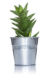 Image showing Cactus in a metal pot