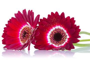 Image showing Red gerbera flowers with reflection