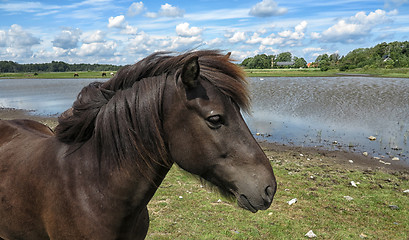 Image showing Horse