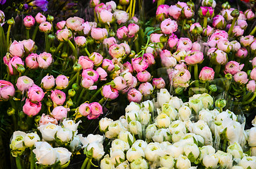 Image showing Tulips for sale