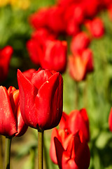 Image showing Red tulip