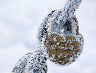 Image showing Frosted padlock hanging on the chain