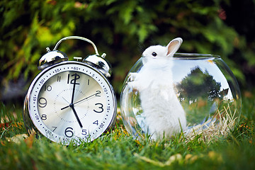 Image showing Rabbit in the aquarium