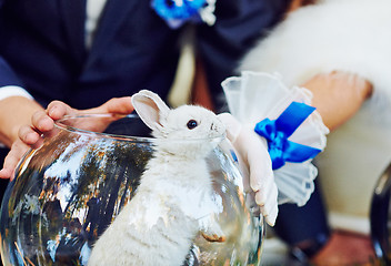 Image showing Rabbit in the aquarium